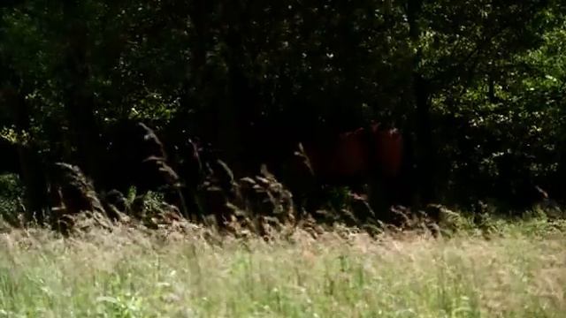 Царская охота. История. Мелодрама.