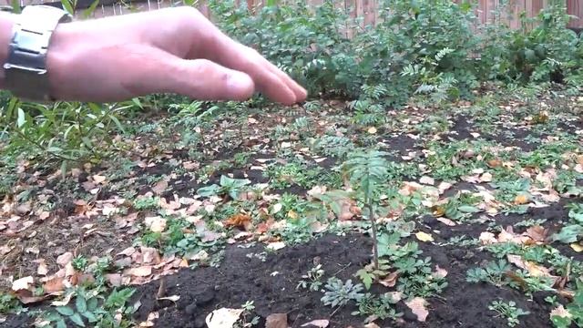 Как выросли дубы за лето 2018 смотреть онлайн