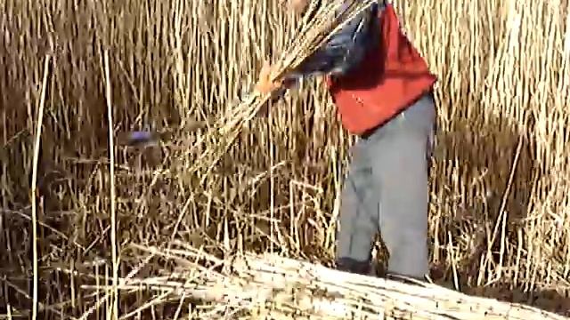 Заготовка камыша