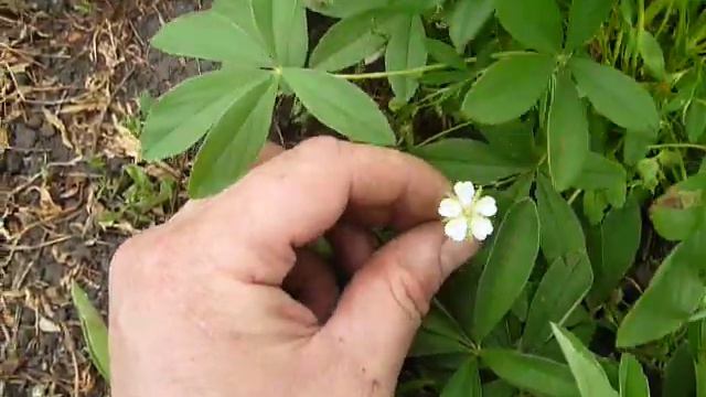 Лапчатка белая смотреть онлайн
