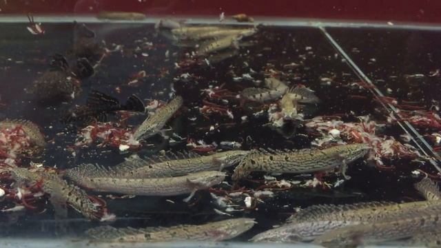 Полиптерус Дельгези - Polypterus delhezi смотреть онлайн