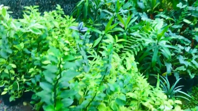 Indoor plant big collection॥New Nursery visit 2022॥Best Indoor plant collection in Raipur॥सस्ते पौध смотреть онлайн