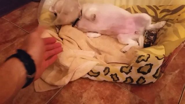 Прогулка с Бусей. Третье веко - как это было! смотреть онлайн