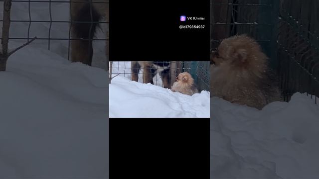Щенки шпица
