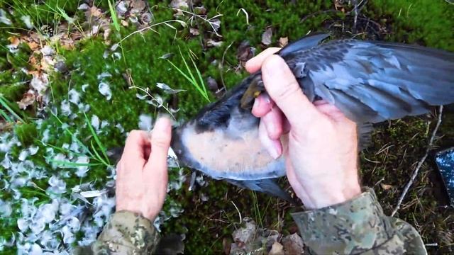 ОХОТА НА УТКУ