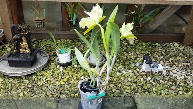 Rlc #Cattleya #Golf Green 'hair Pig' #orchid