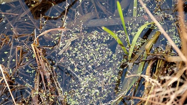 оз Берсуванское, уфимский р н, окрестности Зубово смотреть онлайн