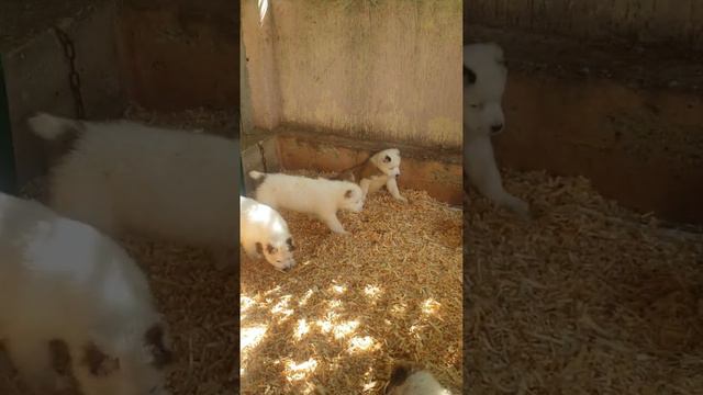 Щенки САО Алабай Крым Симферополь смотреть онлайн