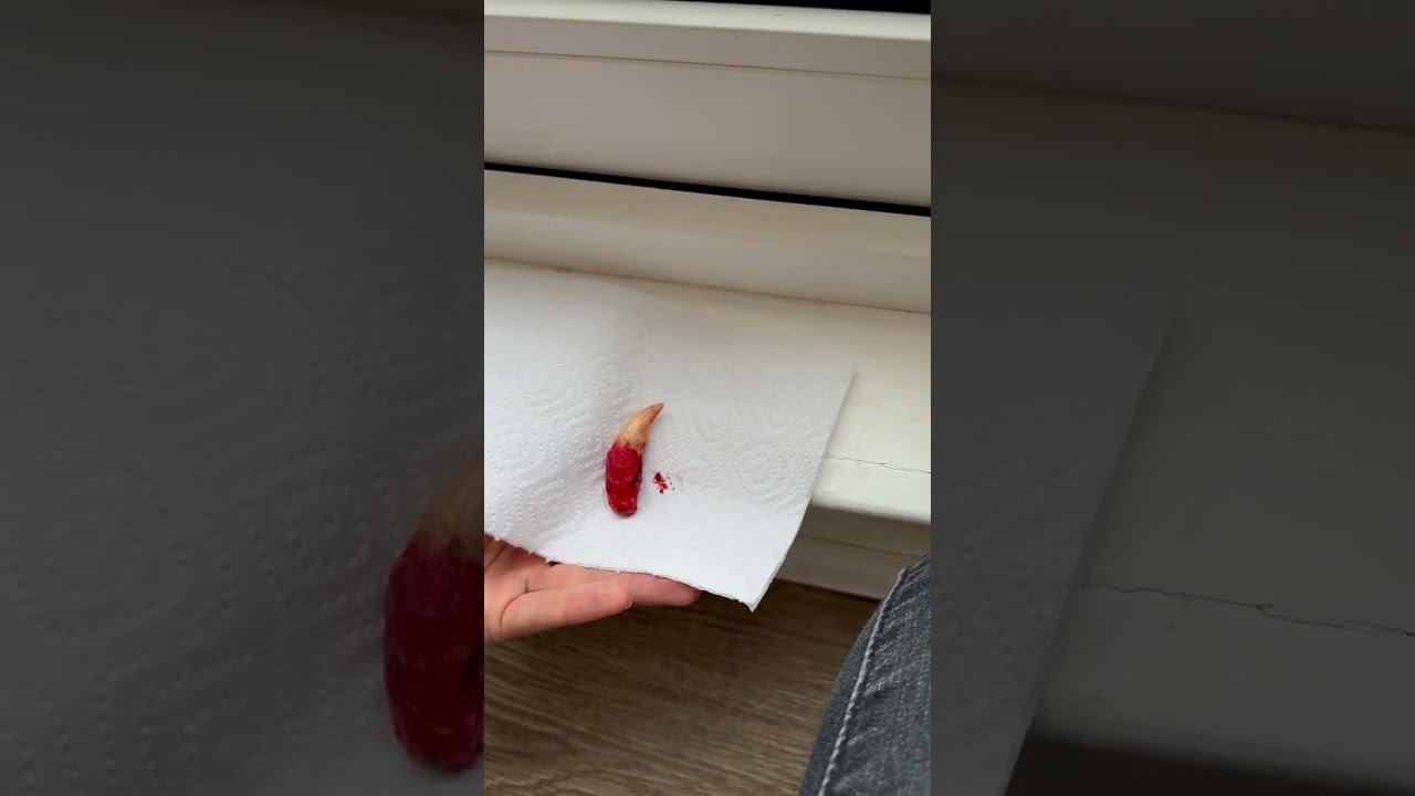 Клык самца пумы смотреть онлайн