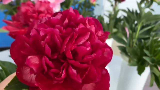 Выставка пионов. Великий Новгород 16 июня 2023 смотреть онлайн