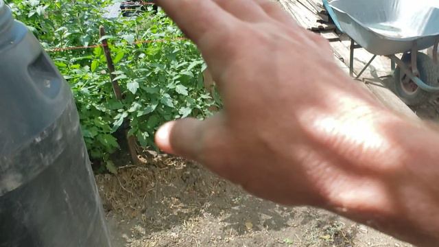 Как выросла картошка в вёдрах. смотреть онлайн