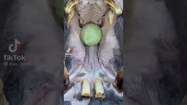 СМЕШНЫЕ ЖИВОТНЫЕ ИЗ ТИК ТОКА смотреть онлайн