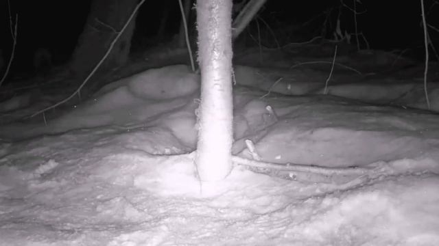 Кто бродит ночью в лесу? Съемка на фотоловушку: в кадре лесная куница, лиса и мыши. смотреть онлайн