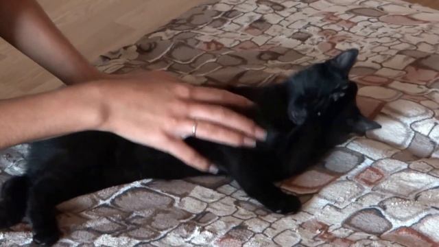 Смешные кошки. Санни крепко спит, получиться ли разбудить? смотреть онлайн