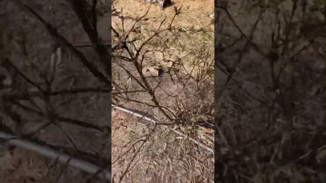 Жимолость- какая первая подкормка весной?