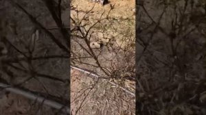 Жимолость- какая первая подкормка весной?