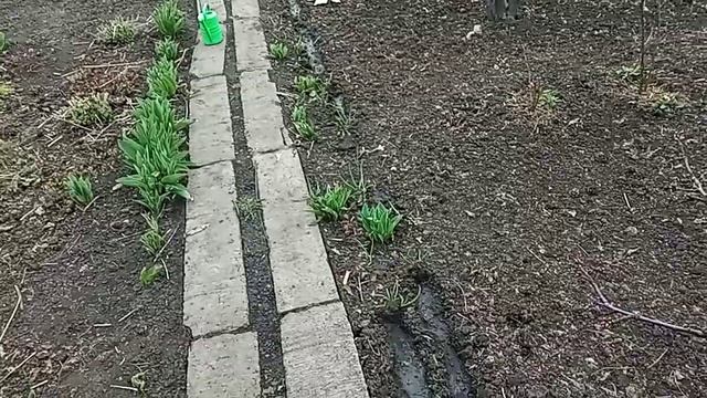 Сеем лук Батун и лук Парей смотреть онлайн