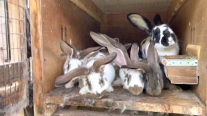 Кролик флаундер и немецкий Ризен #29