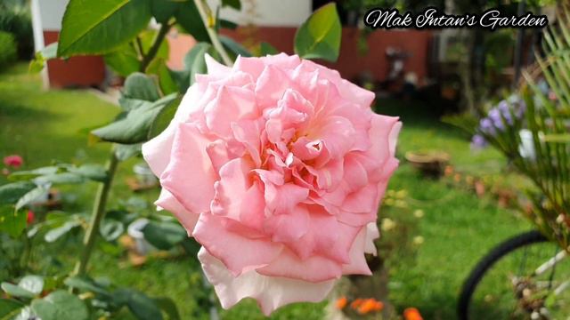 Beverly Rose | Beautiful pink and strong fruity, citrus fragrance | Disease resistant смотреть онлайн