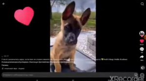 мы не мыши мы не птахи!