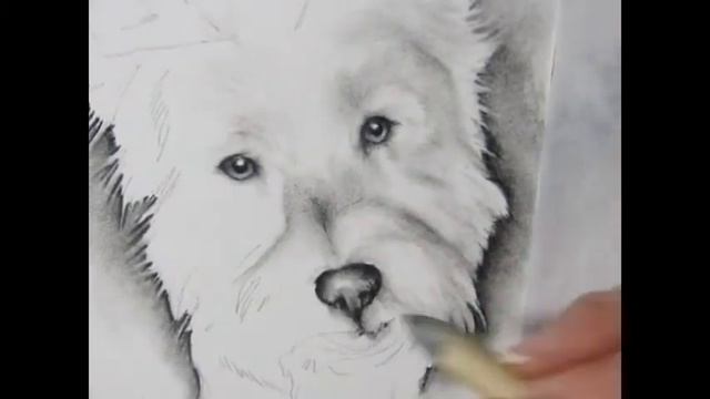 Pokey and PJ- Speed Demonstration (West Highland Terrier) смотреть онлайн