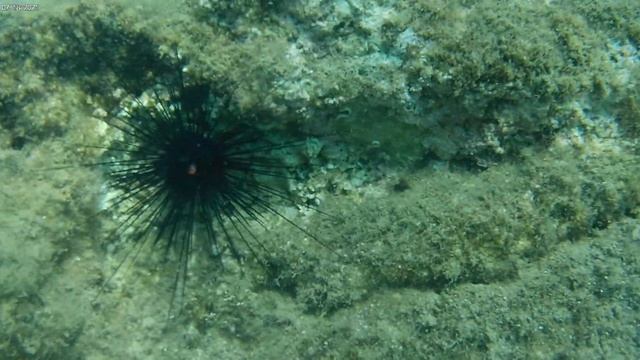 Морской ёж с длинными иглами смотреть онлайн