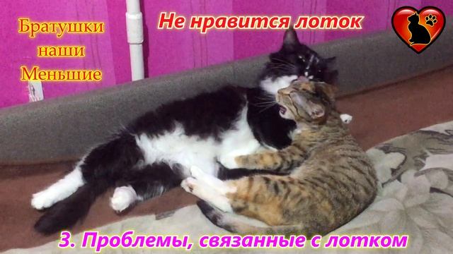 Почему Кошка Не Ходит в Лоток? Причины и Пути Решения! смотреть онлайн