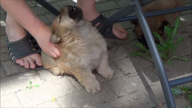 Чау-чау девочки красного окраса. Возраст на видео 42 дня. ПРОДАЮТСЯ! смотреть онлайн