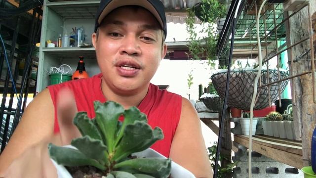 Adromischus Cristatus "Frog Toes" Succullents Caretips! смотреть онлайн