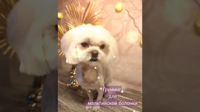 #груминг для мальтийской болонки Зефирчика??? смотреть онлайн