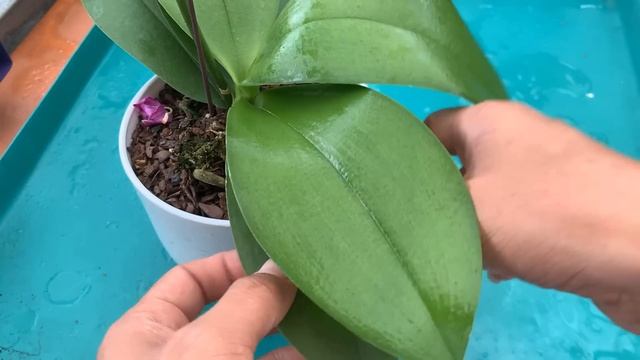 I poured a bottle for the roots! The strange thing is that orchids bloom all year round смотреть онлайн