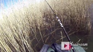 Карп живёт в камыше о.УРЕФТЫ (часть 2)
