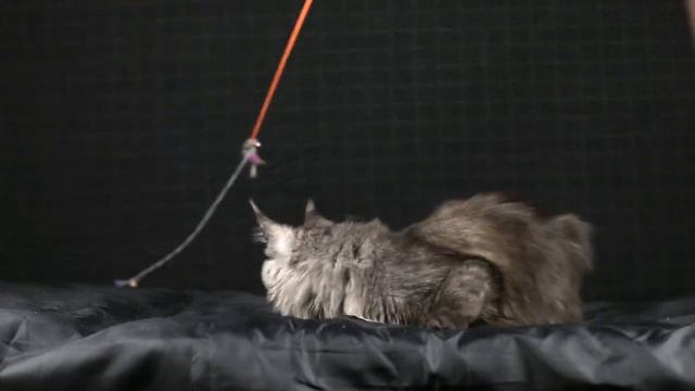 MCO ns female 6 month смотреть онлайн