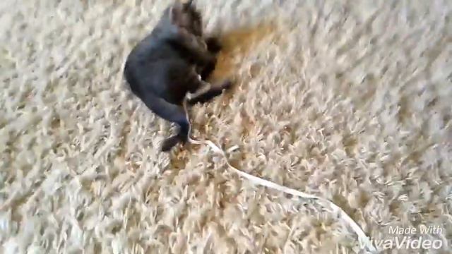 ❤❤❤^_^ Мой первый кот ^_^❤❤❤ смотреть онлайн