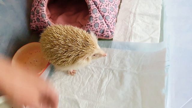 Еж альбинос-убийца!!! Опасные игры с ежом! Hedgehog killer! Ежик, ежи, ежики. смотреть онлайн