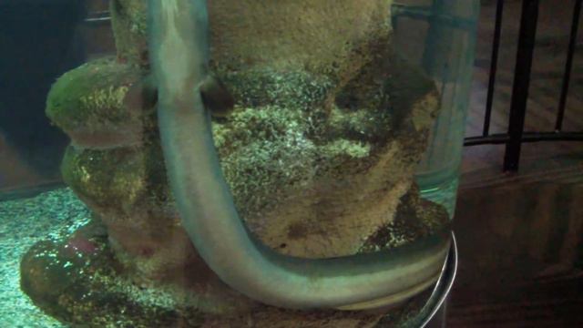 Угорь европейский. European Eel.
