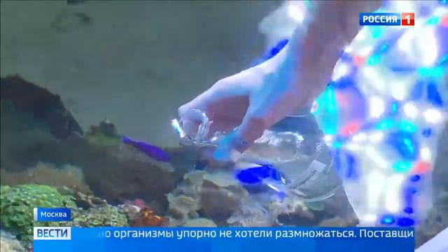 Светящиеся водоросли в Москвариуме смотреть онлайн