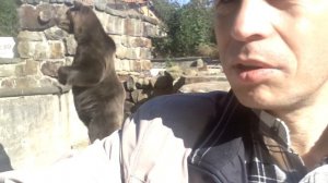 Медведь напал бы на человека в зоопарке. Страшные видио. Вовремя ушли