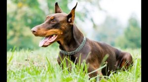 ТОП 10 Самых Опасных пород Собак в мире