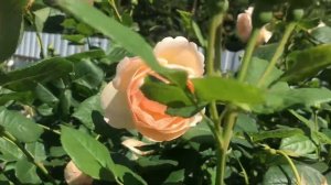 Роза Воллертон Олд Холл/Wollerton Old Hall