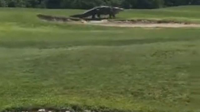 Топ-10 животных на поле смотреть онлайн