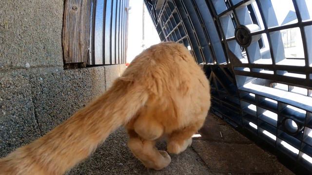 漁港で暮らす猫達が上手に日陰を探して熱中症対策をする смотреть онлайн