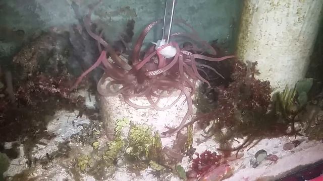 Feeding my octopus anemone смотреть онлайн