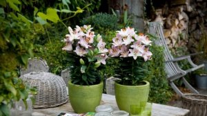 Лилии в саду  ТОП 30 самых красивых сортов лилий