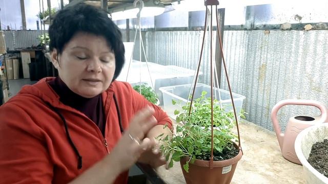 "ТЕПЛИЧКА". Зачем нужна? Укоренение Кампанулы. смотреть онлайн