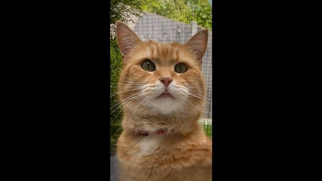 In Memory of Street Cat Bob - Paul Cope смотреть онлайн