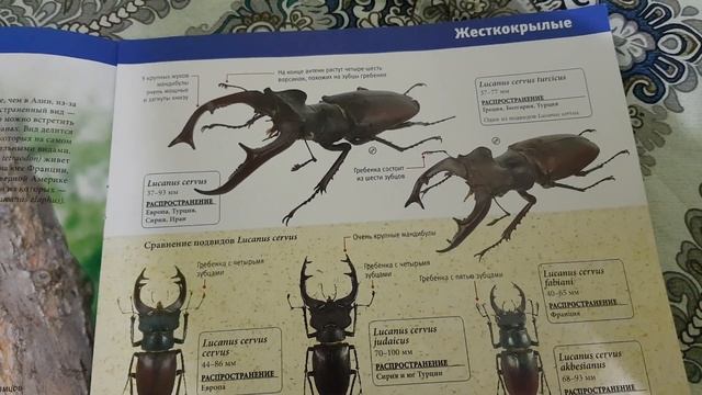 Насекомые и компания выпуск 8 Фонарница китайская смотреть онлайн