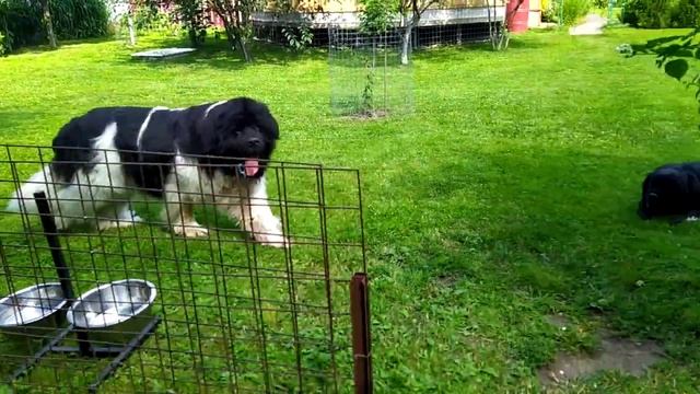 Ньюфаундленд - крупная добрая собака смотреть онлайн