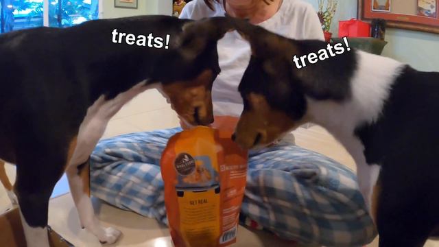 A Very Basenji Christmas | Zinga and Zulu's Christmas 2020 смотреть онлайн