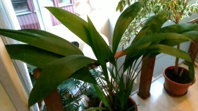 Пальмы, рожковое дерево в домашних условиях. Прогулки по оранжерее №2. смотреть онлайн